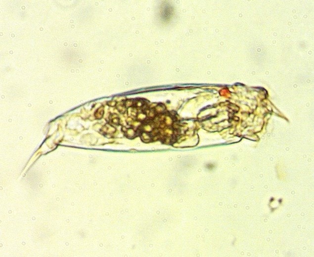 Trichocerca similis