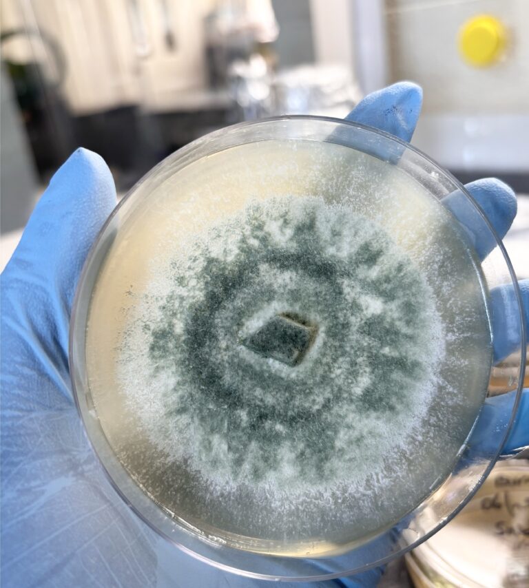 Trichoderma asperellum