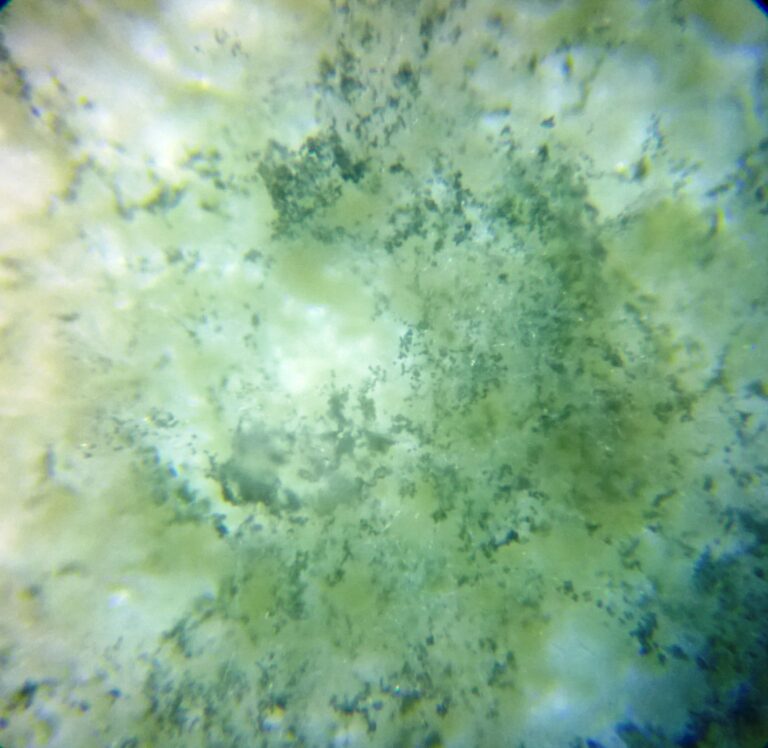 Trichoderma viride