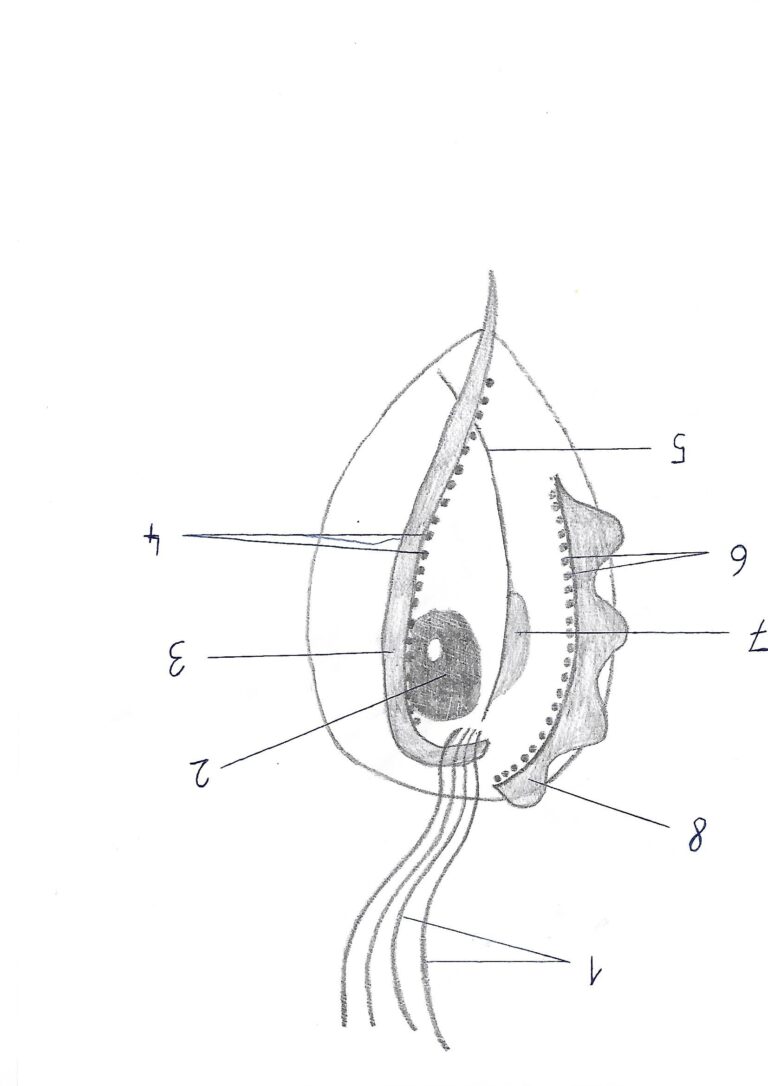 Trichomonas gallinae