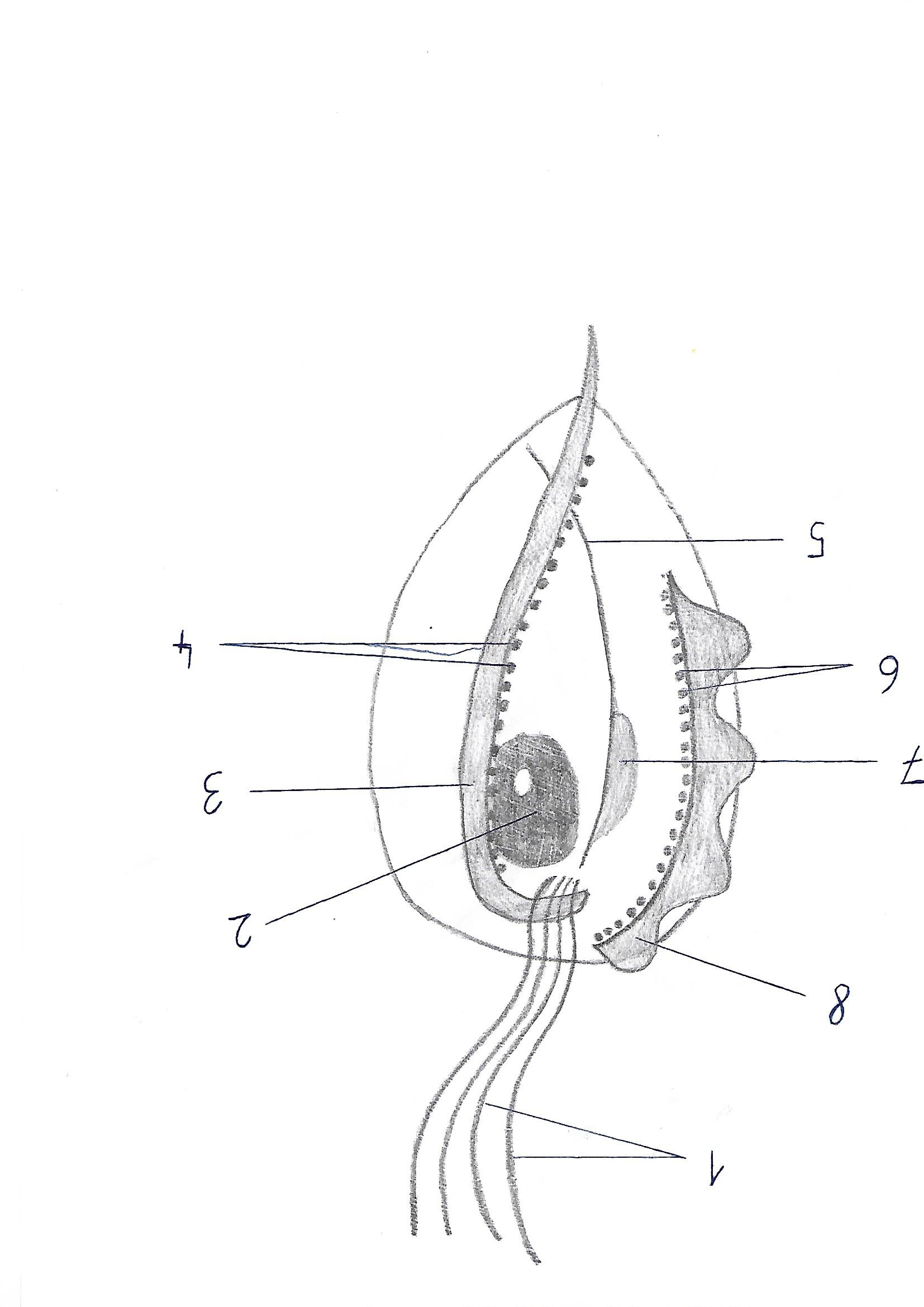 Trichomonas gallinae