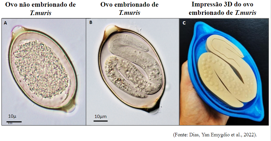 Trichuris muris