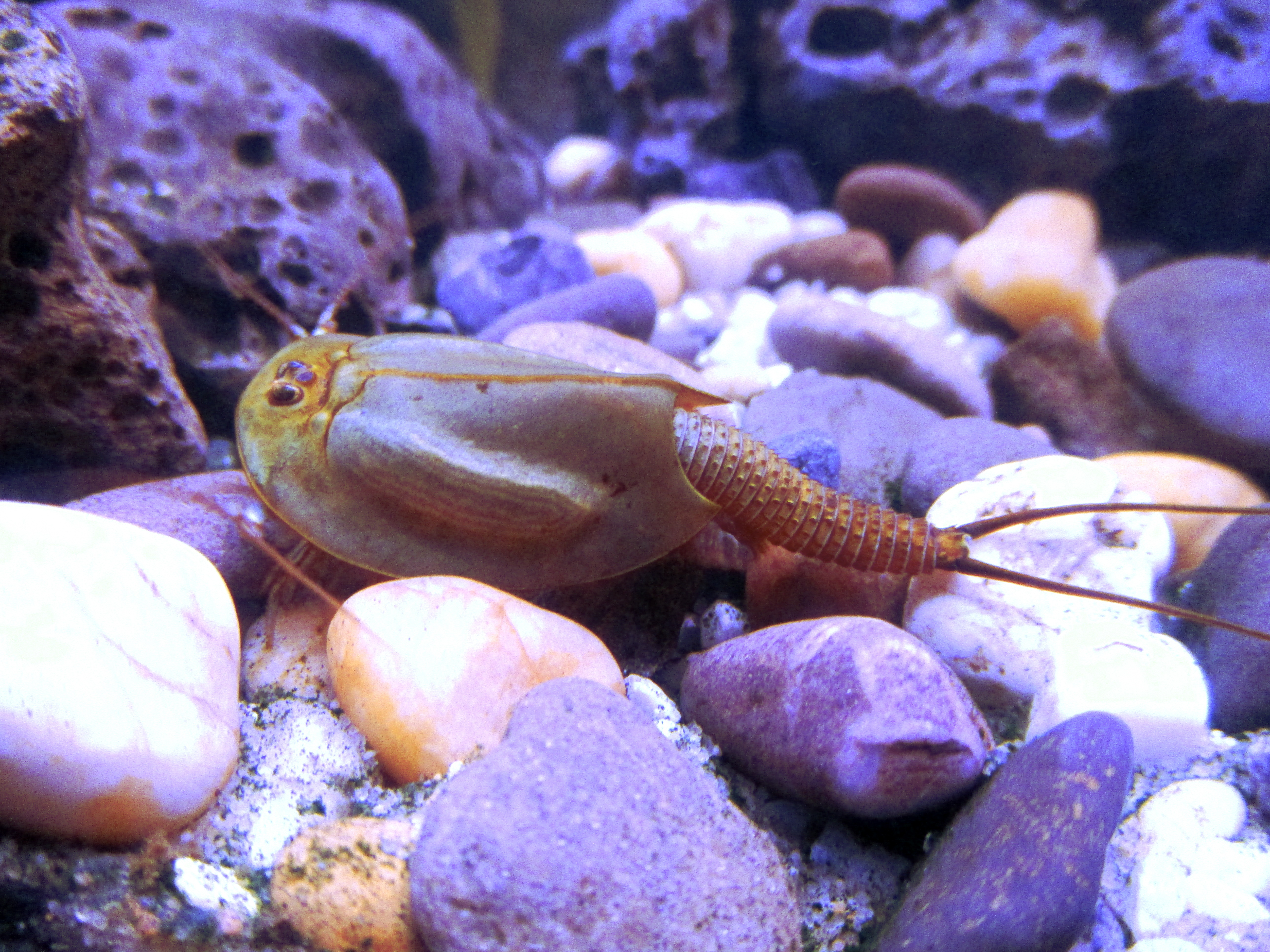 Triops cancriformis