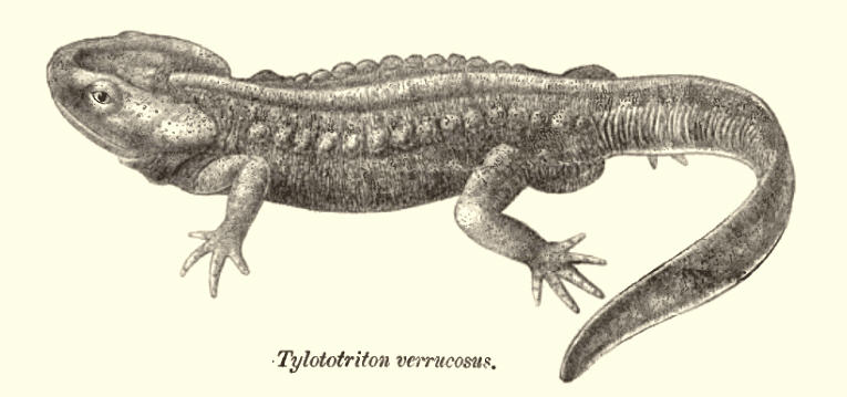 trnočolek bradavčitý (Tylototriton verrucosus)