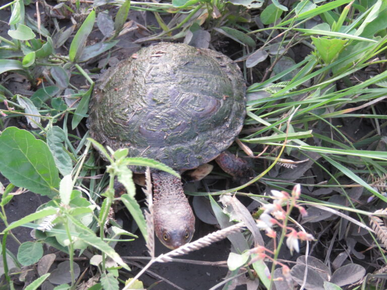 trnokrčka chacoská (Acanthochelys pallidipectoris)