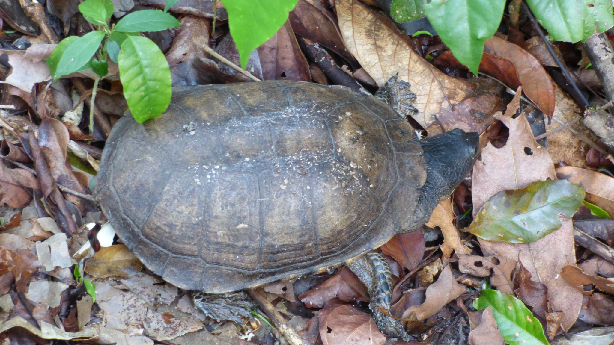 trnokrčka paprsčitá (Acanthochelys radiolata)