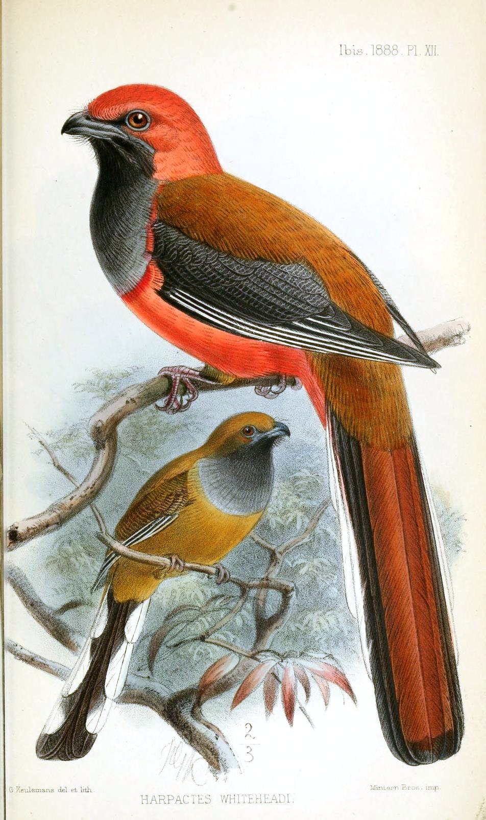 trogon šedoprsý (Harpactes whiteheadi)