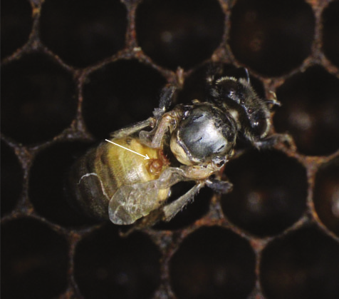 Tropilaelaps mercedesae