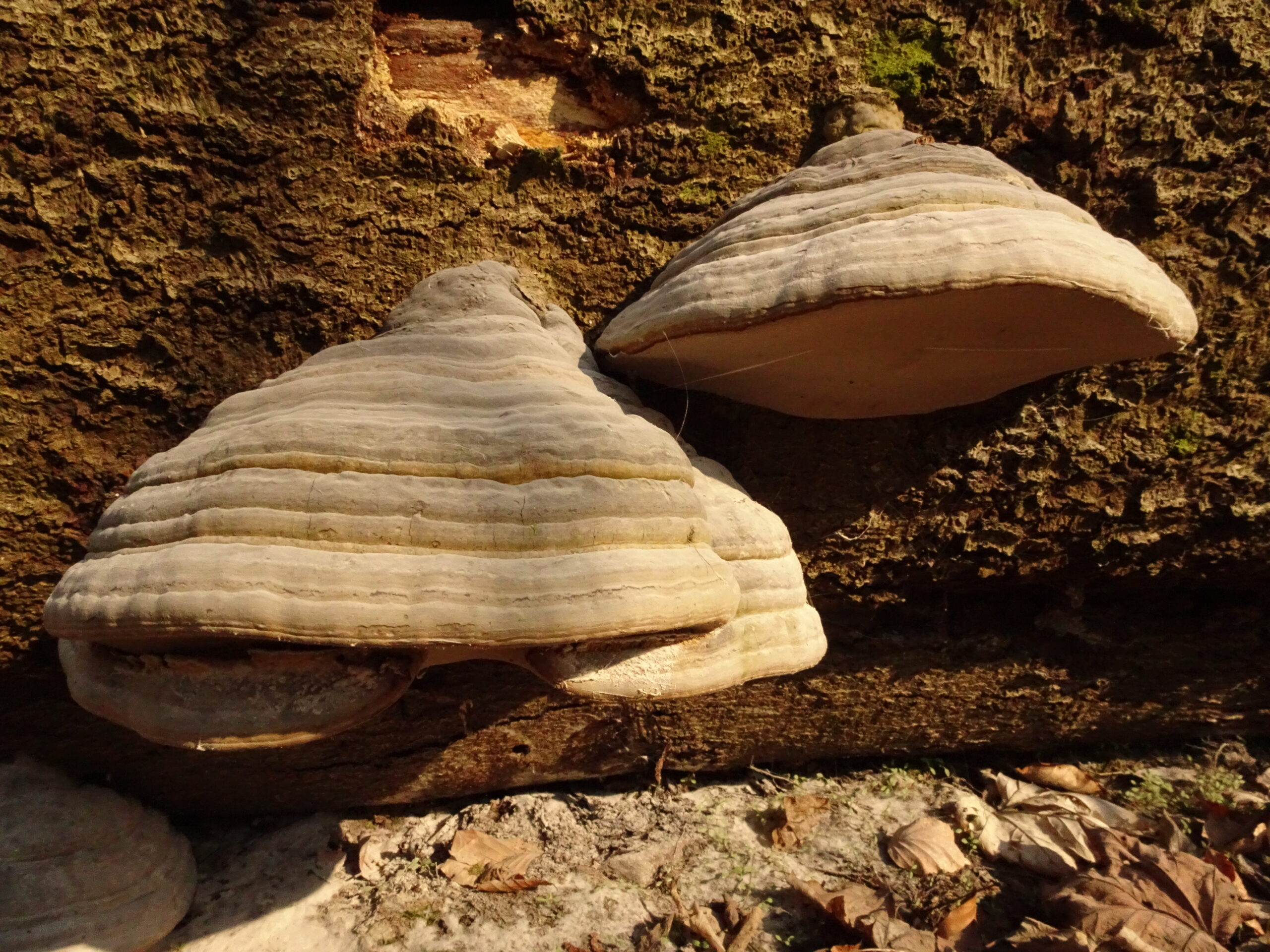 troudnatec kopytovitý (Fomes fomentarius)