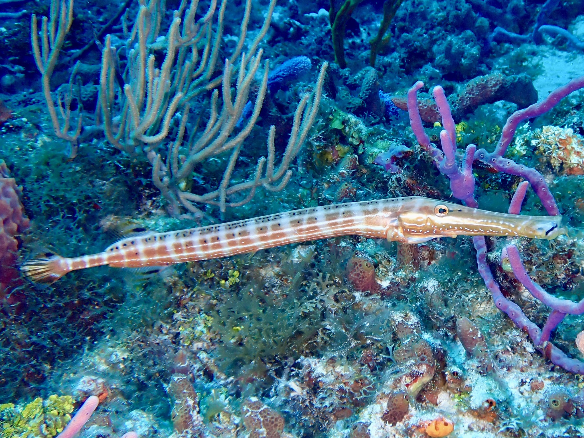 trubkotlamka skvrnitá (Aulostomus maculatus)