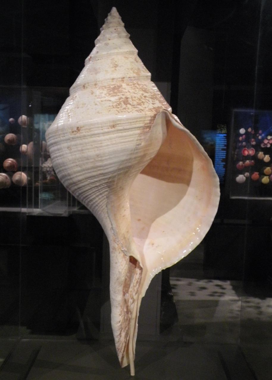 Trumpetovka australská (Syrinx aruanus)