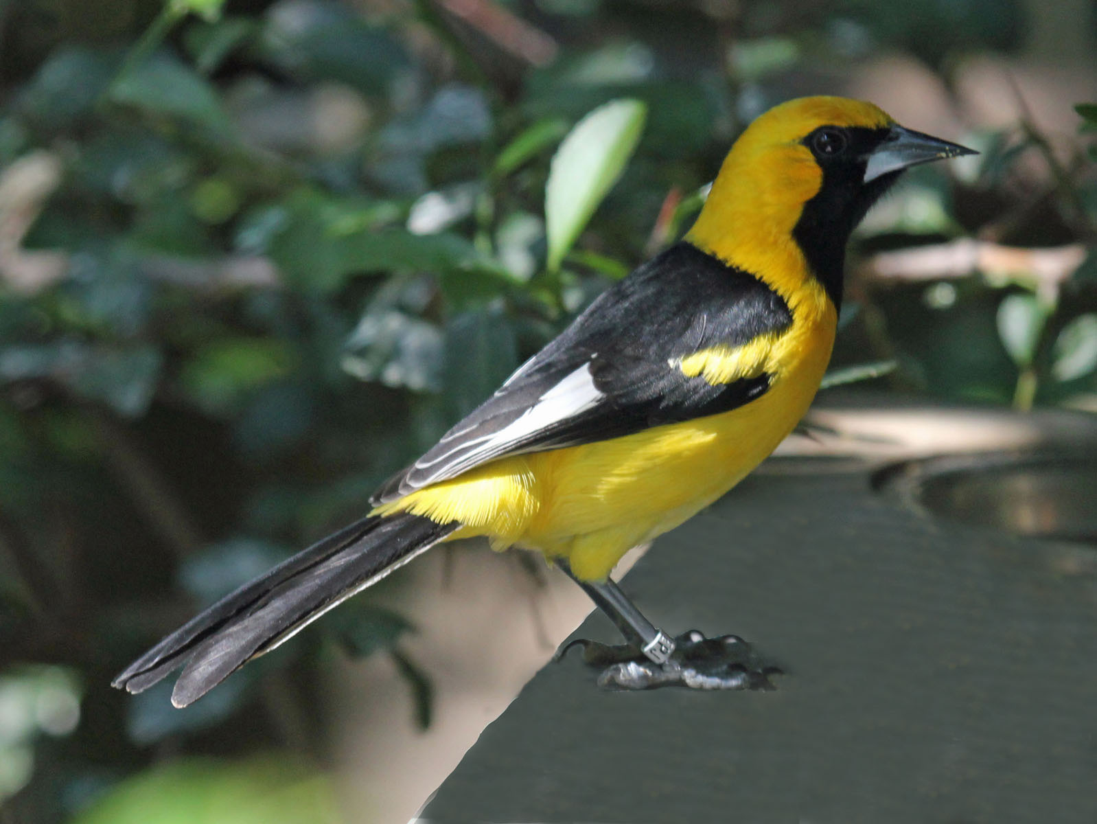 trupiál ekvádorský (Icterus graceannae)
