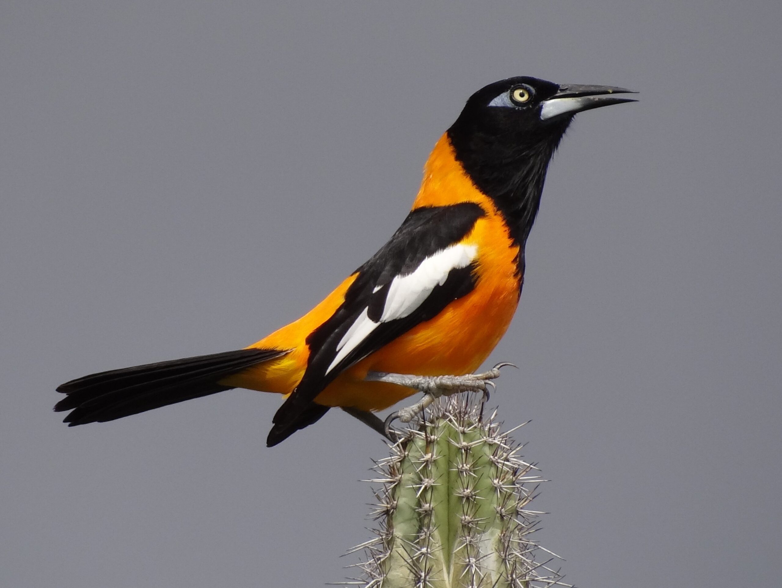 trupiál žlutooký (Icterus icterus)