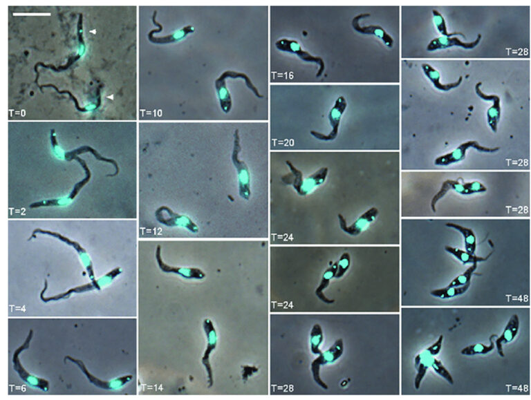 Trypanosoma congolense