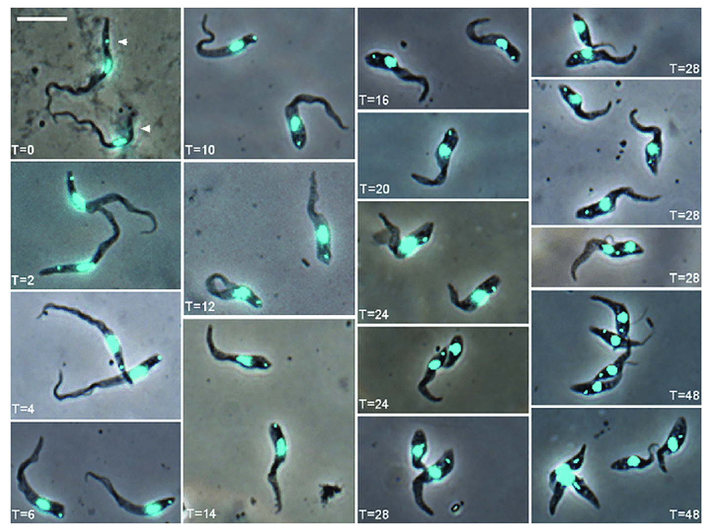Trypanosoma congolense