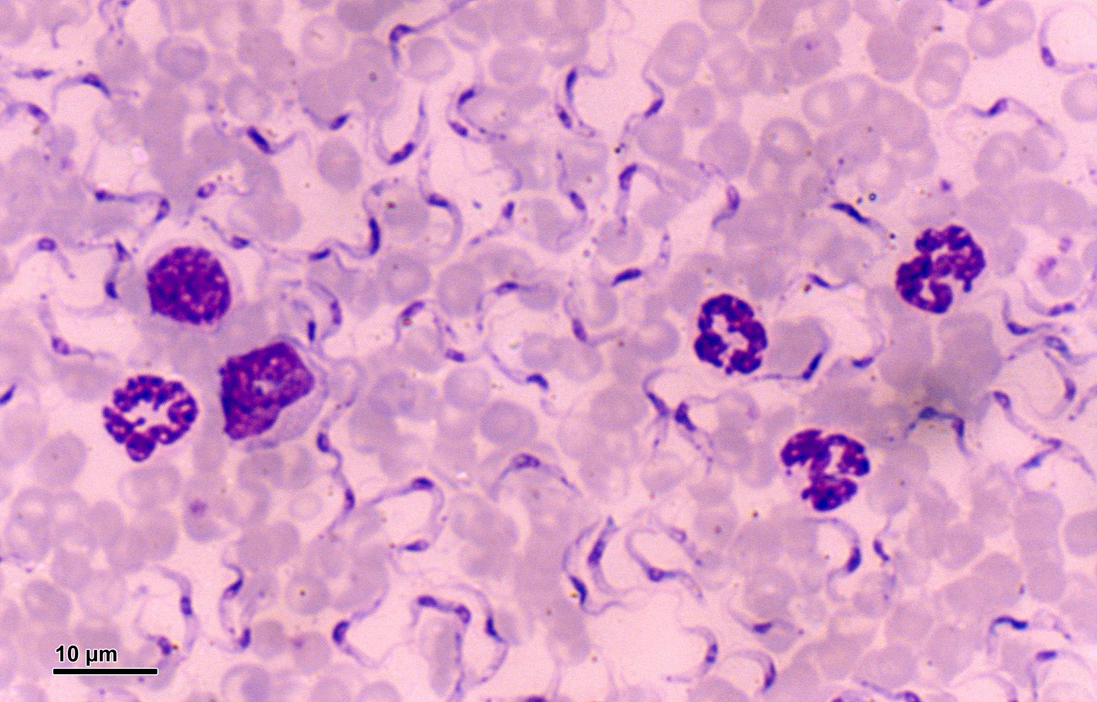 Trypanosoma equiperdum