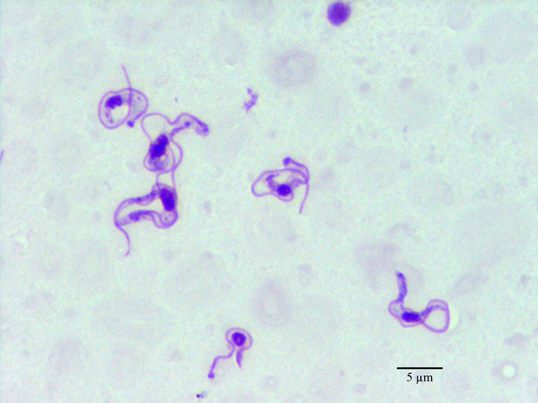 Trypanosoma evansi