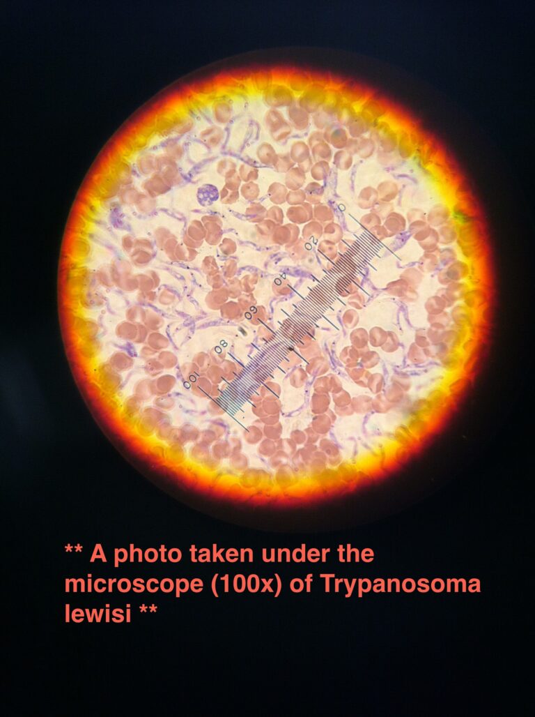 Trypanosoma lewisi