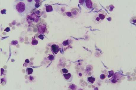 Trypanosoma melophagium