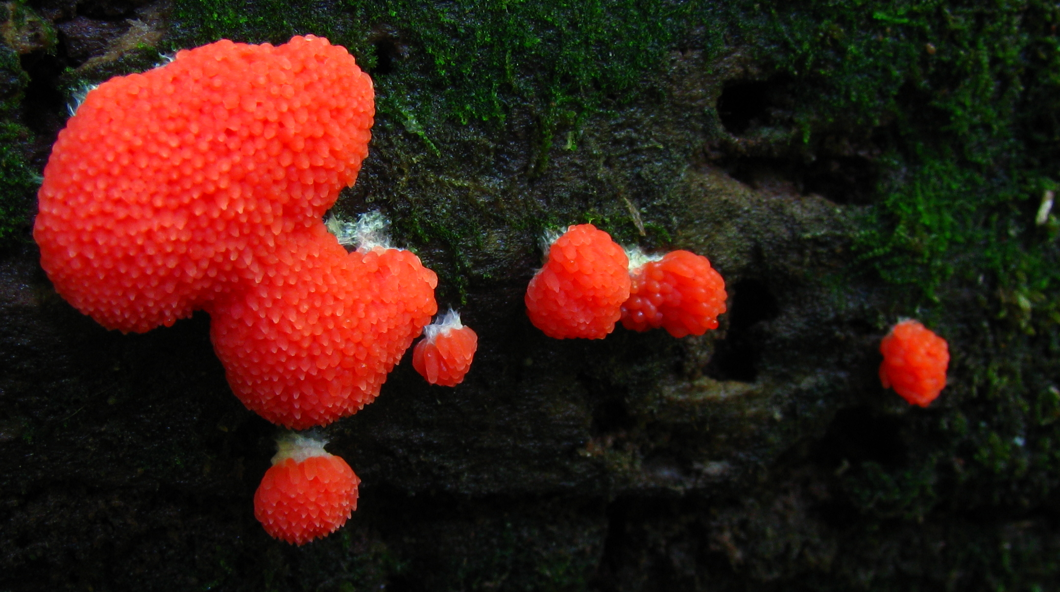 Tubifera ferruginosa