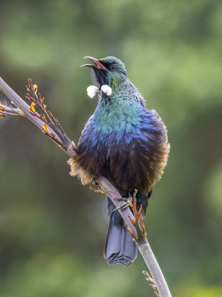 tui zpěvný (Prosthemadera novaeseelandiae)