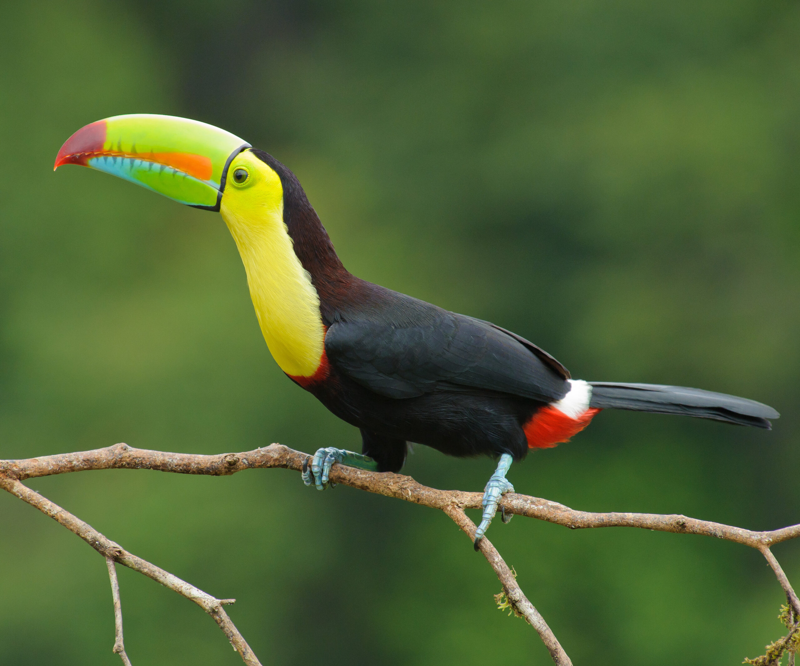 tukan krátkozobý (Ramphastos sulfuratus)
