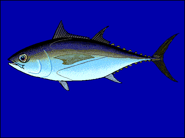 tuňák atlantský (Thunnus atlanticus)