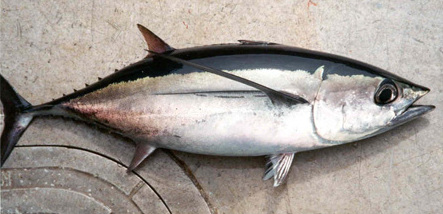 tuňák křídlatý (Thunnus alalunga)