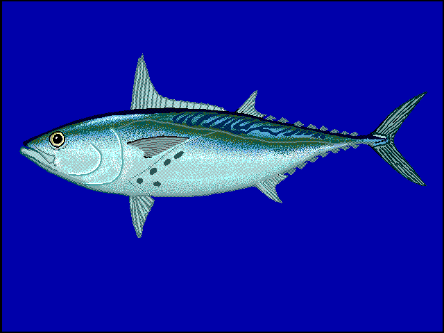 tuňák malý (Euthynnus alletteratus)