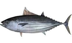tuňák pruhovaný (Katsuwonus pelamis)