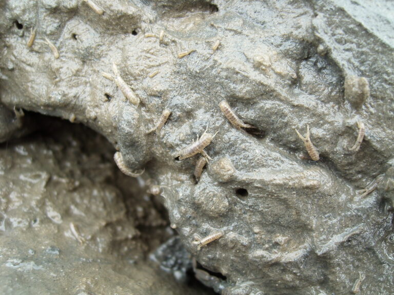 tykadlovec tvořivý (Corophium volutator)