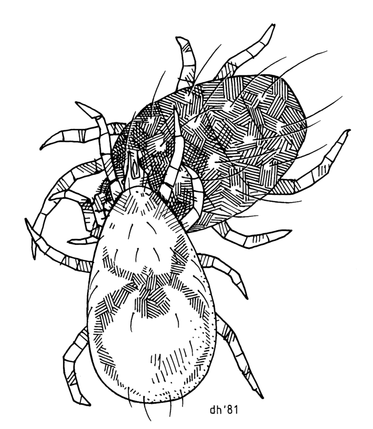 Typhlodromus pyri