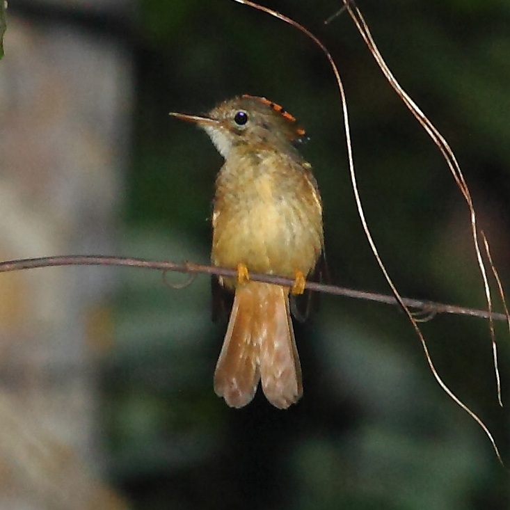 tyranovec královský (Onychorhynchus coronatus)