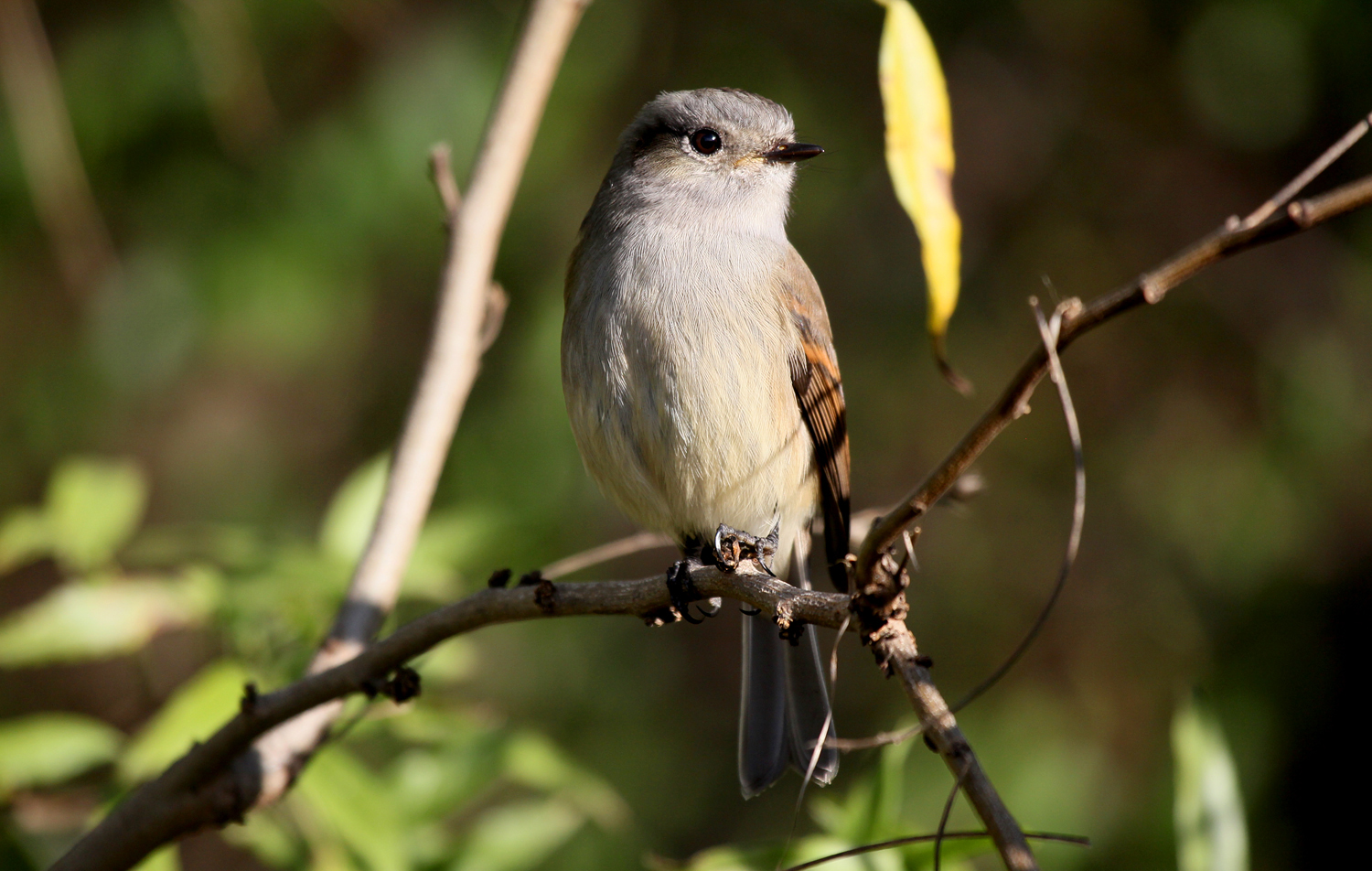 tyranovec patagonský (Colorhamphus parvirostris)