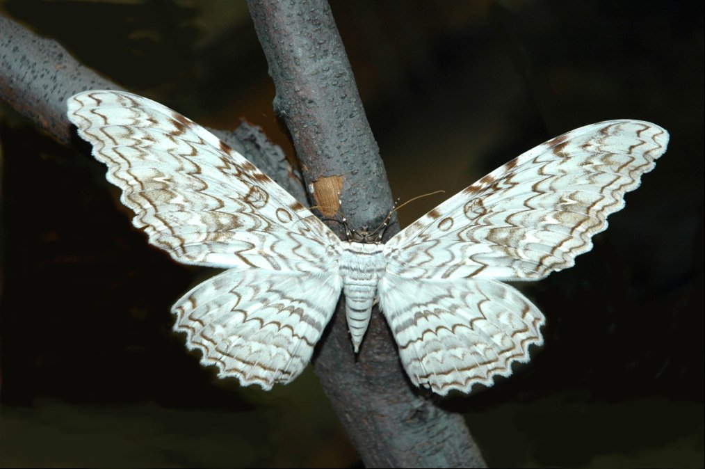 tyza velká (Thysania agrippina)