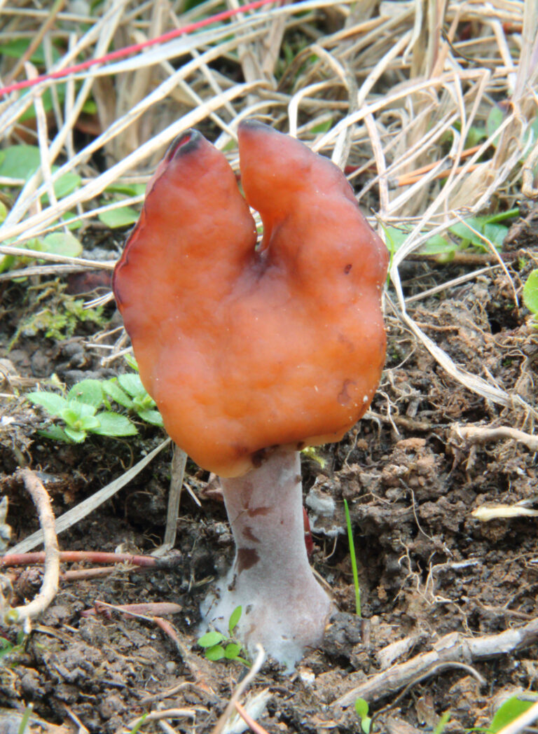 ucháč čepcovitý ucháč čepcovitý (Gyromitra infula)