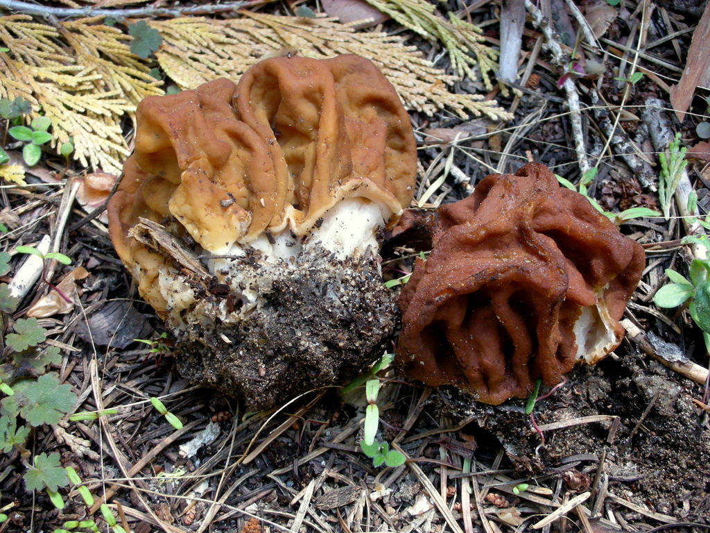 ucháč obrovský (Gyromitra gigas)