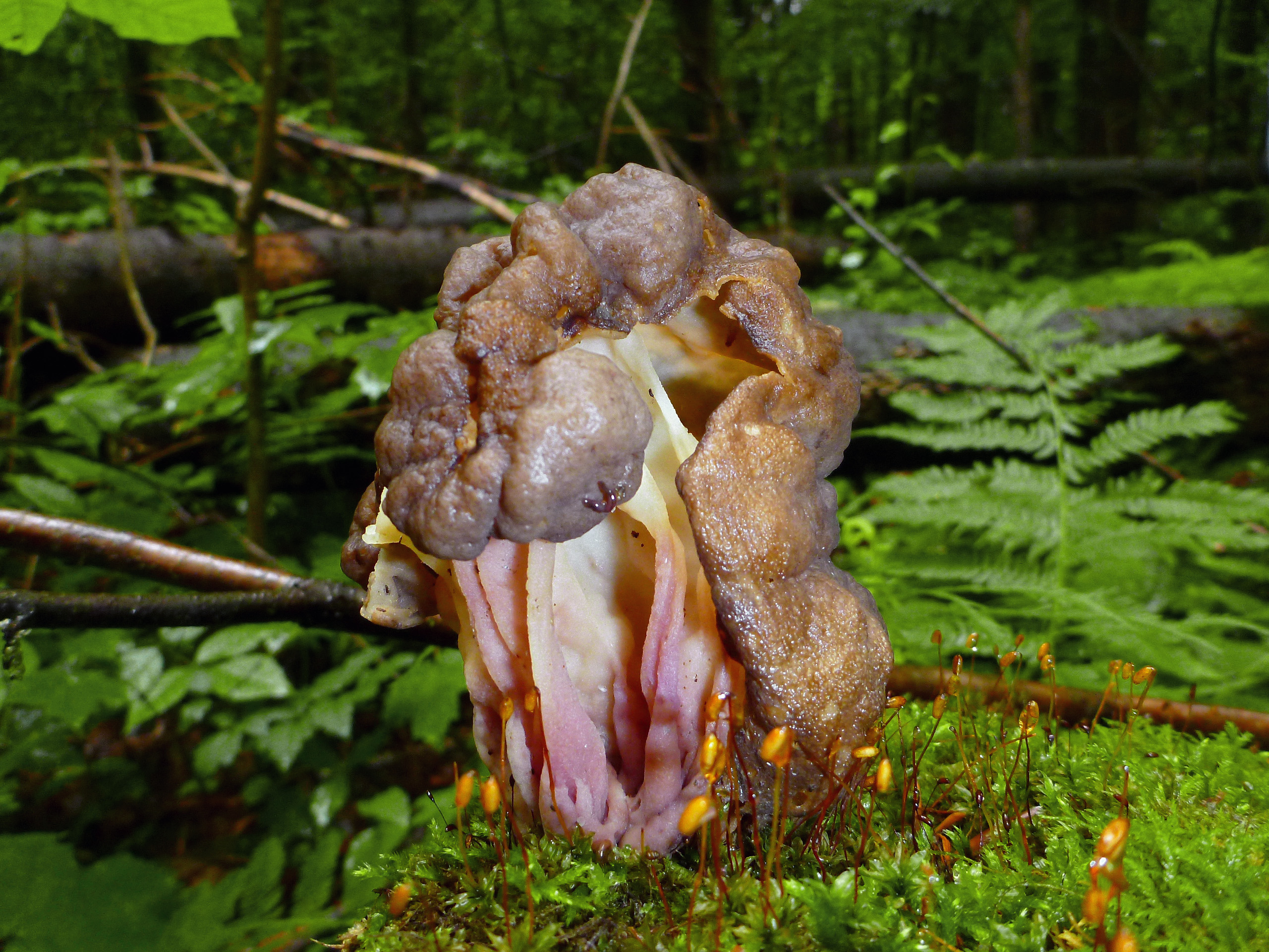 ucháčovec šumavský (Gyromitra sphaerospora)