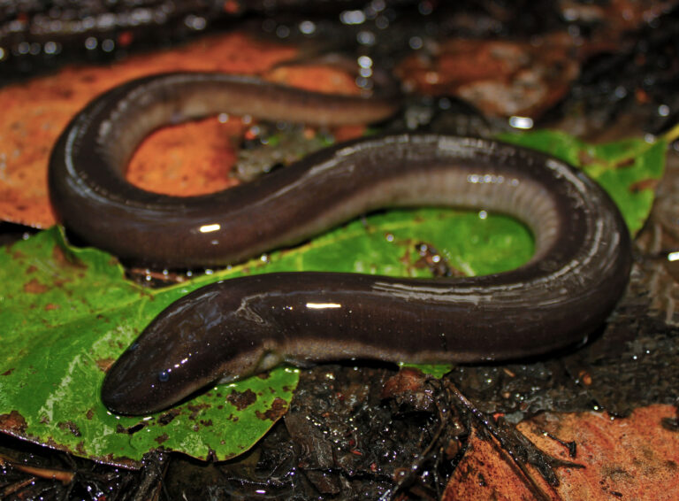 úhořík tříprstý (Amphiuma tridactylum)