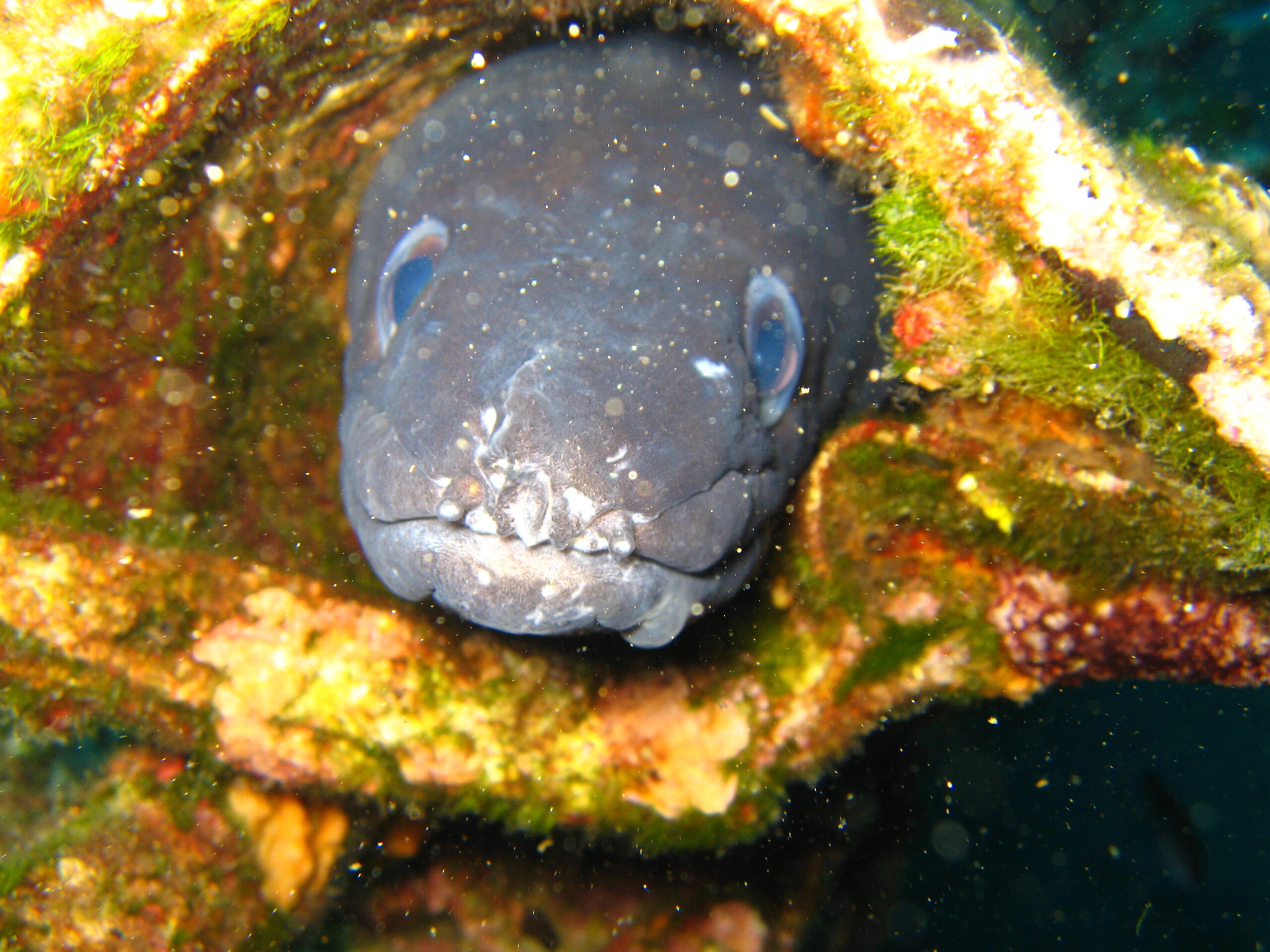 úhořovec mořský (Conger conger)