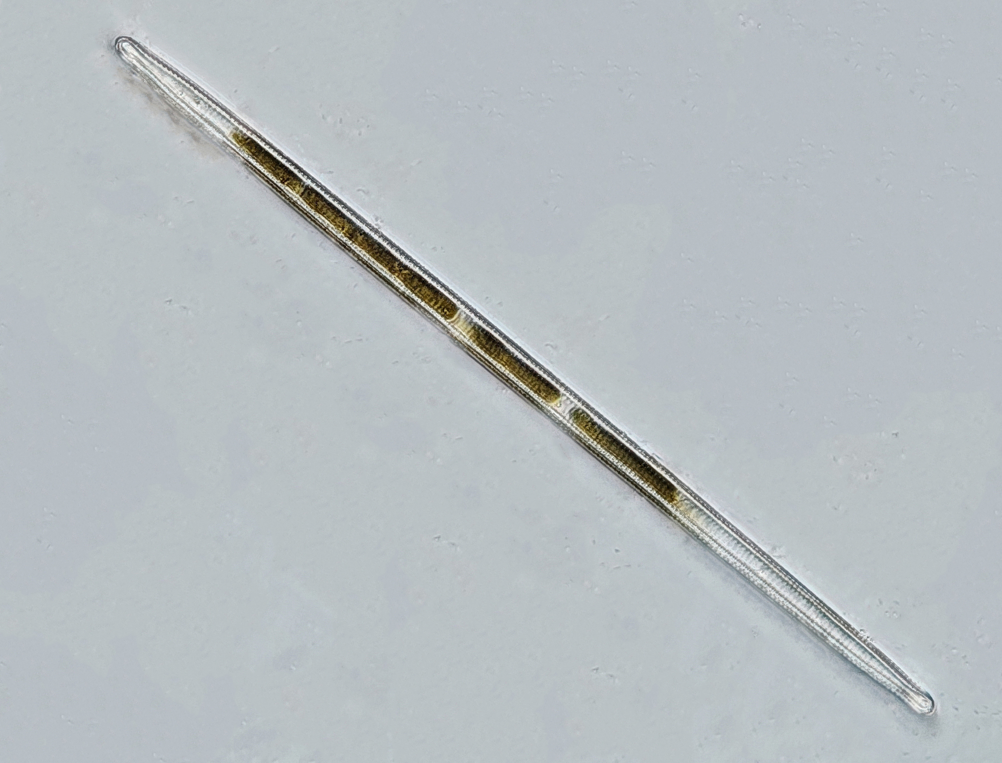 Ulnaria danica