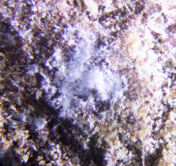 urea