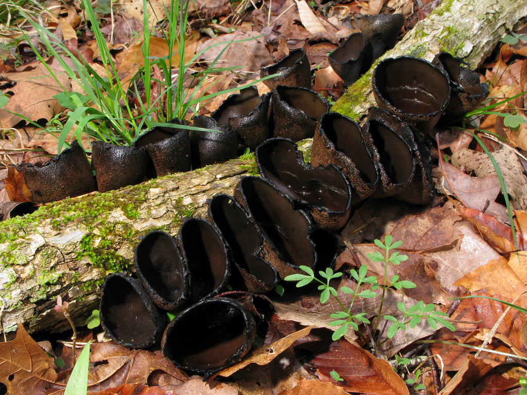 urnička pohárová (Urnula craterium)