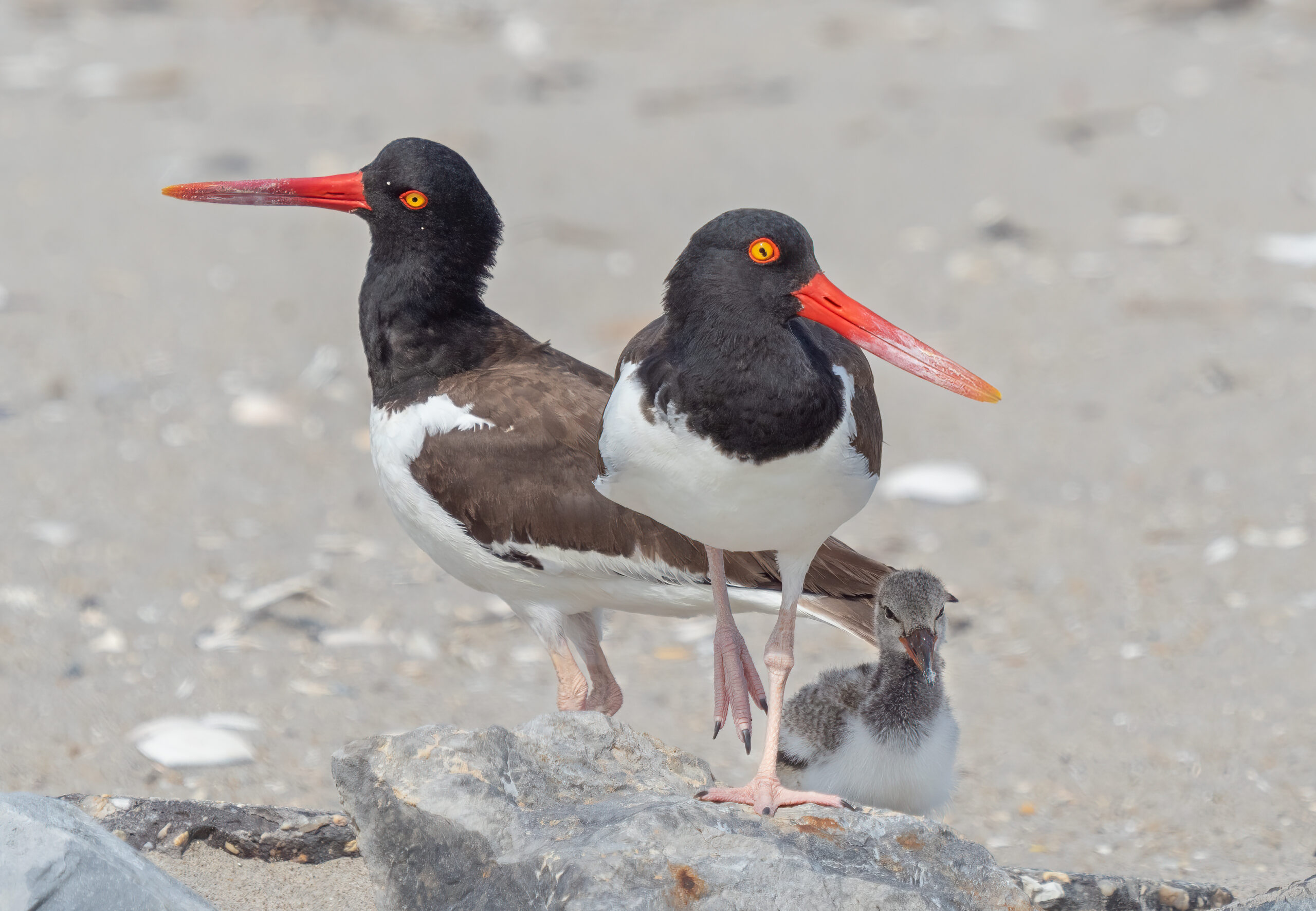 ústřičník americký (Haematopus palliatus)