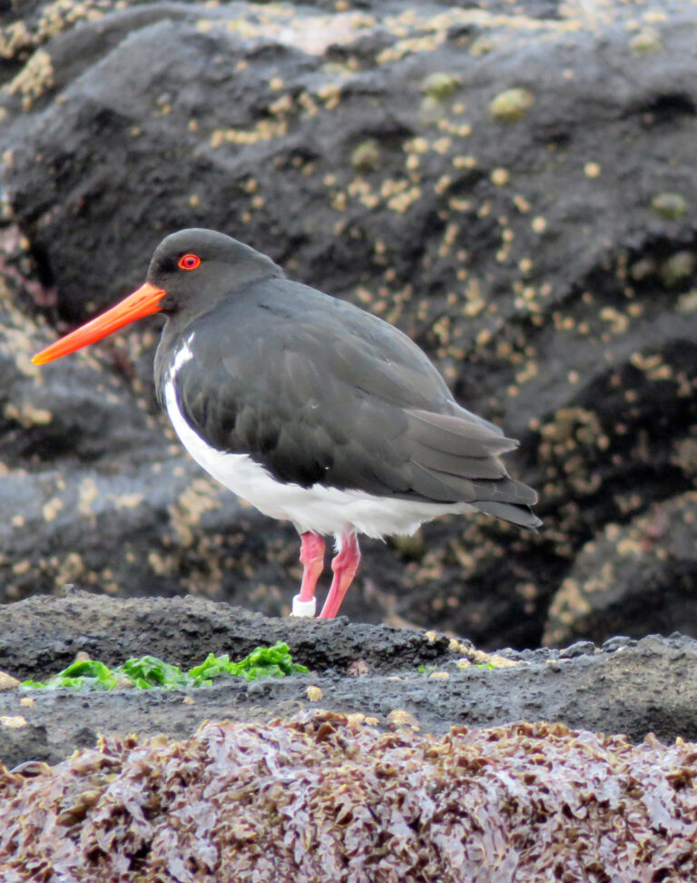 ústřičník chathamský (Haematopus chathamensis)