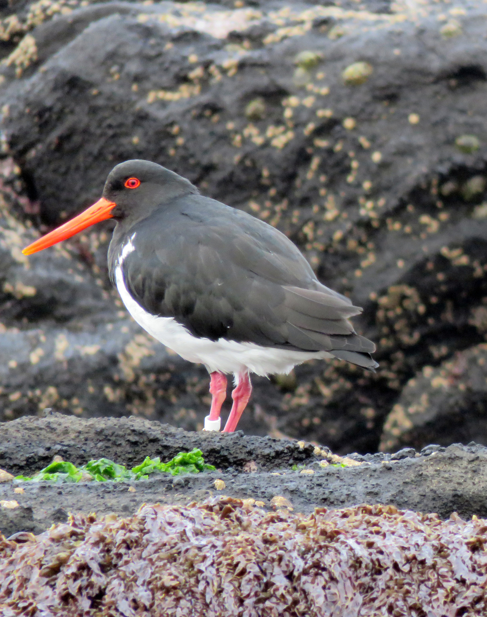 ústřičník chathamský (Haematopus chathamensis)