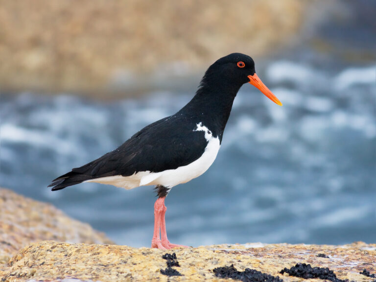 ústřičník dlouhozobý (Haematopus longirostris)