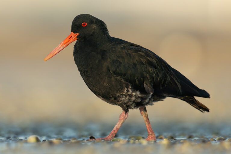 ústřičník proměnlivý (Haematopus unicolor)