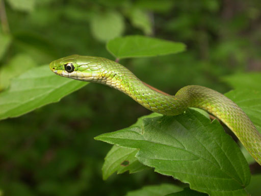 Užovka zelená Užovka zelená (Opheodrys aestivus)