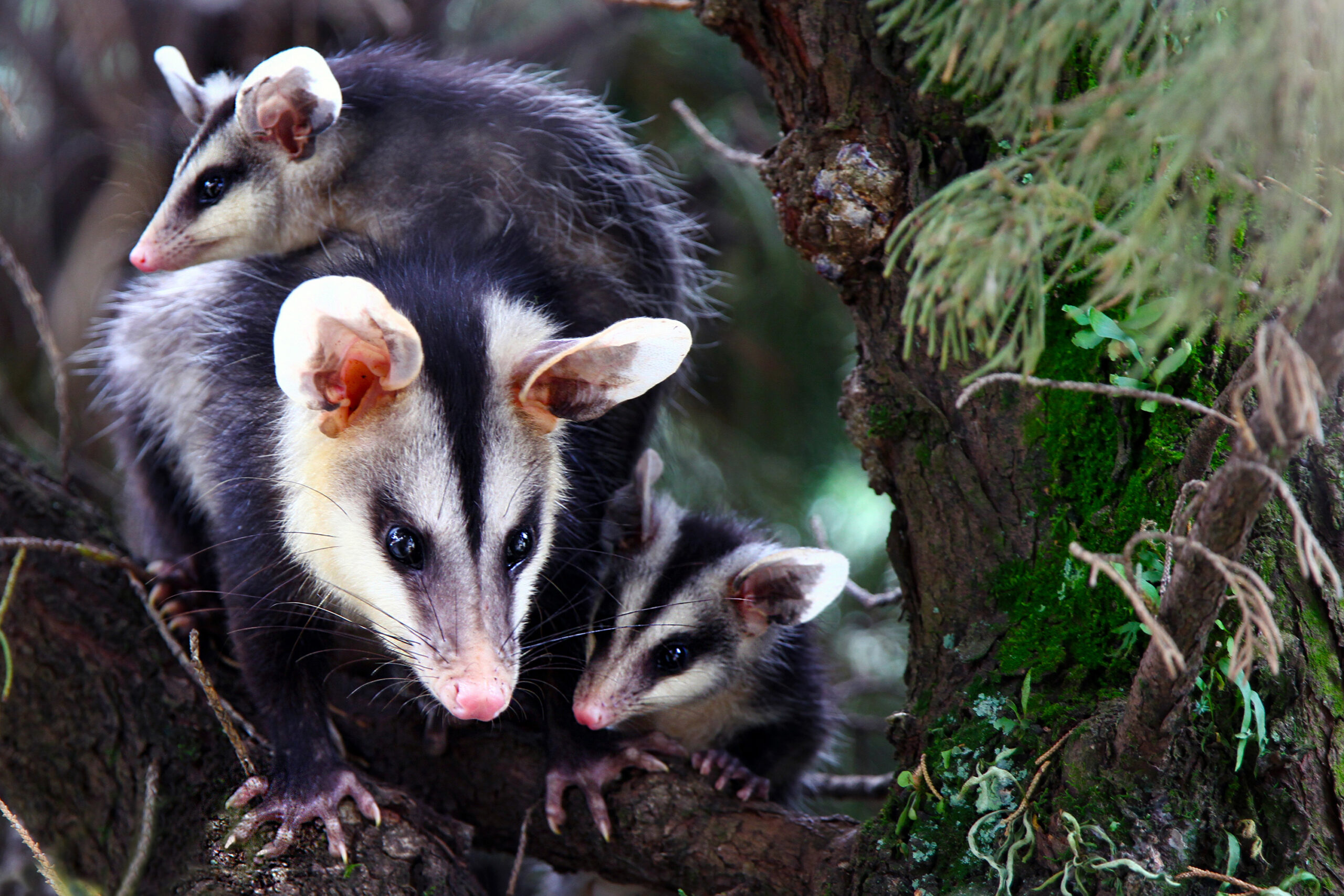 vačice bělobřichá (Didelphis albiventris)